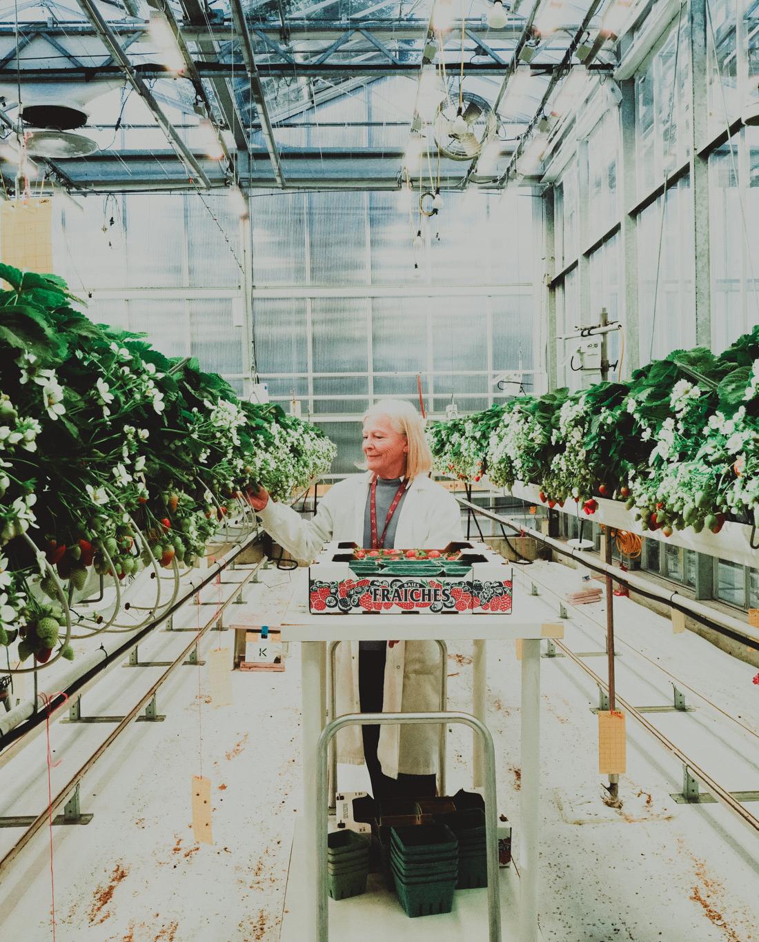 Innovation & Ingenuity - Horticulture Innovation & Ingenuity - Horticulture