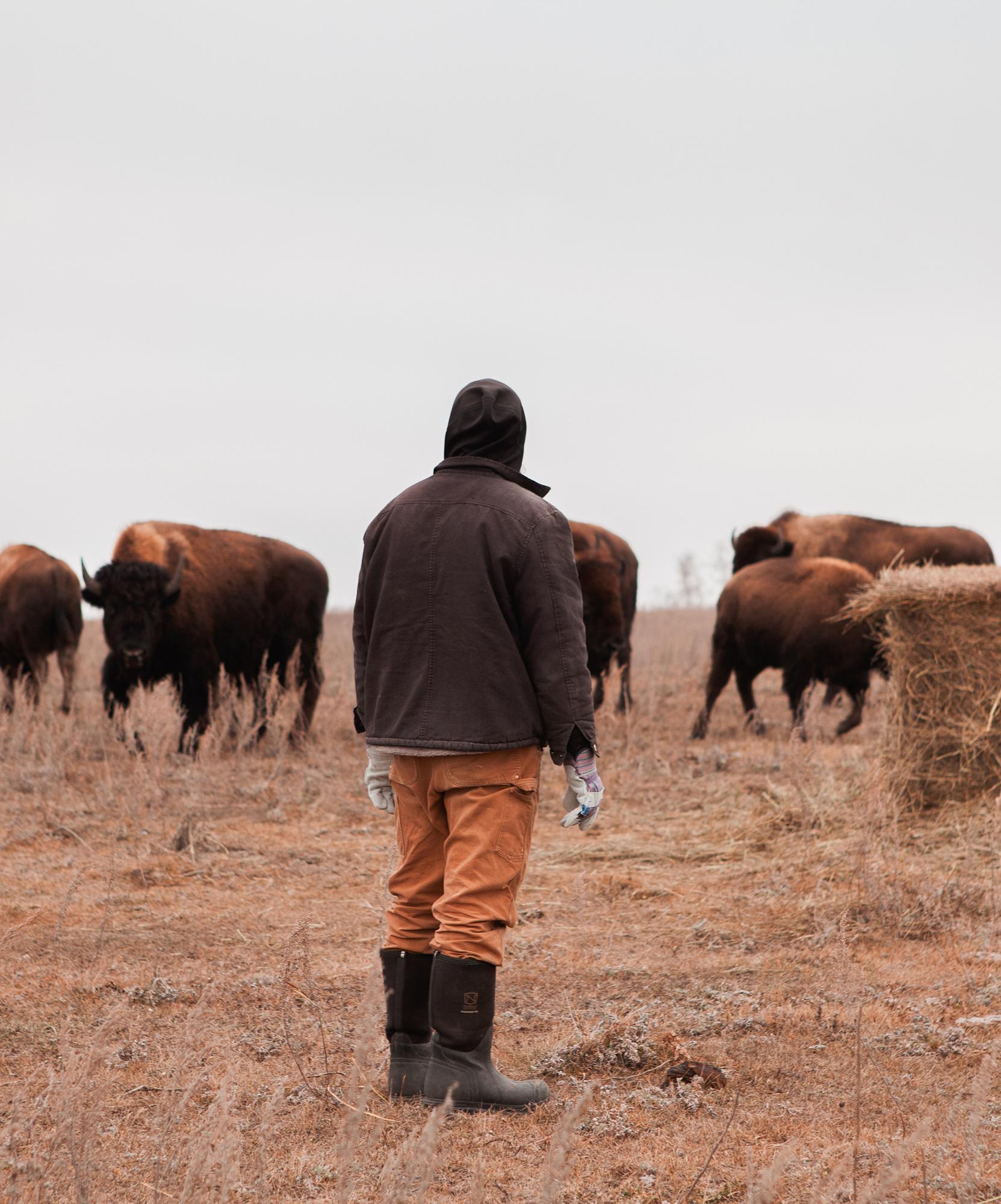 Natural Scale & Abundance - Cattle Natural Scale & Abundance - Cattle
