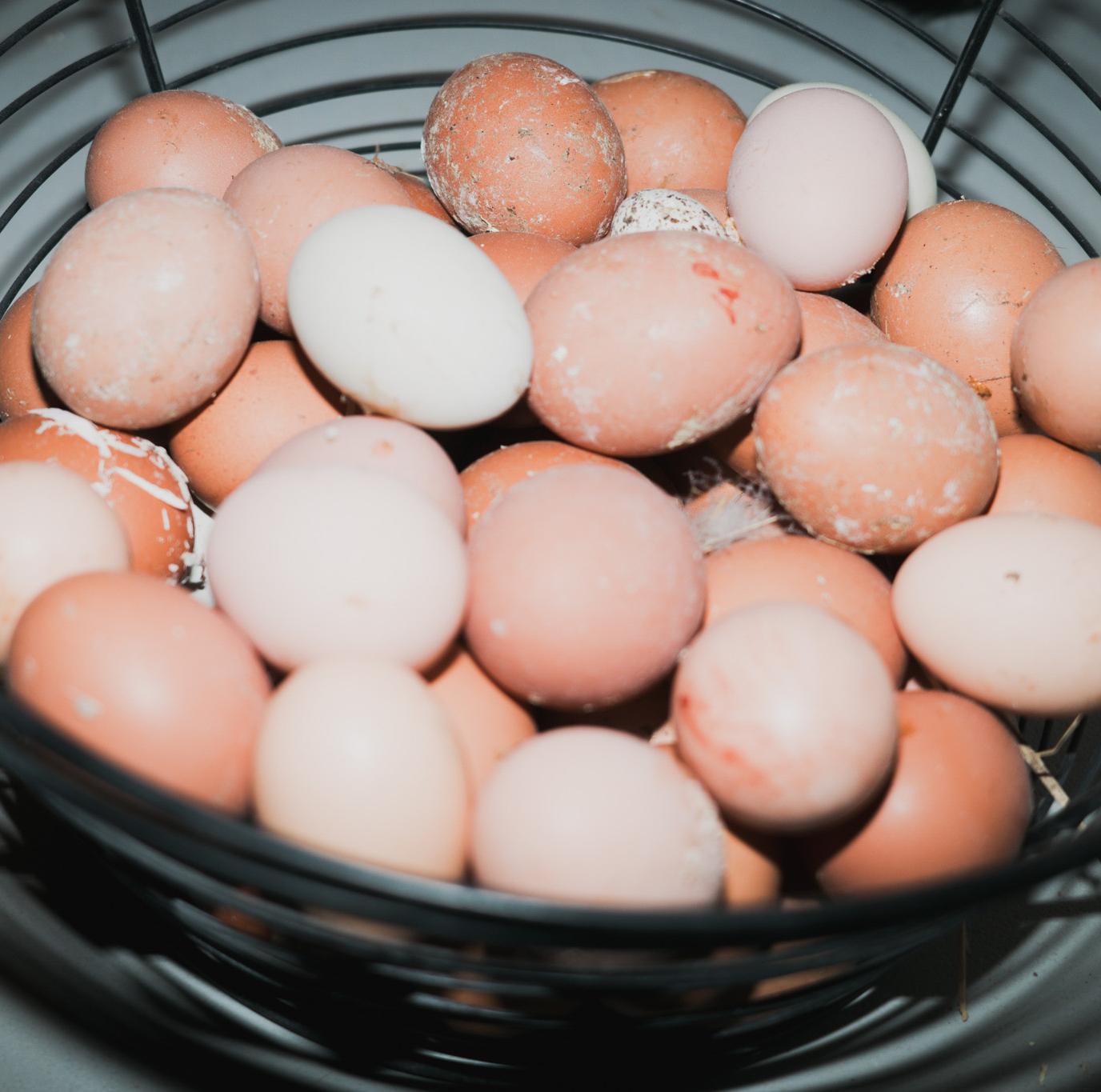 Celebrate Canadian food - Eggs Celebrate Canadian food - Eggs