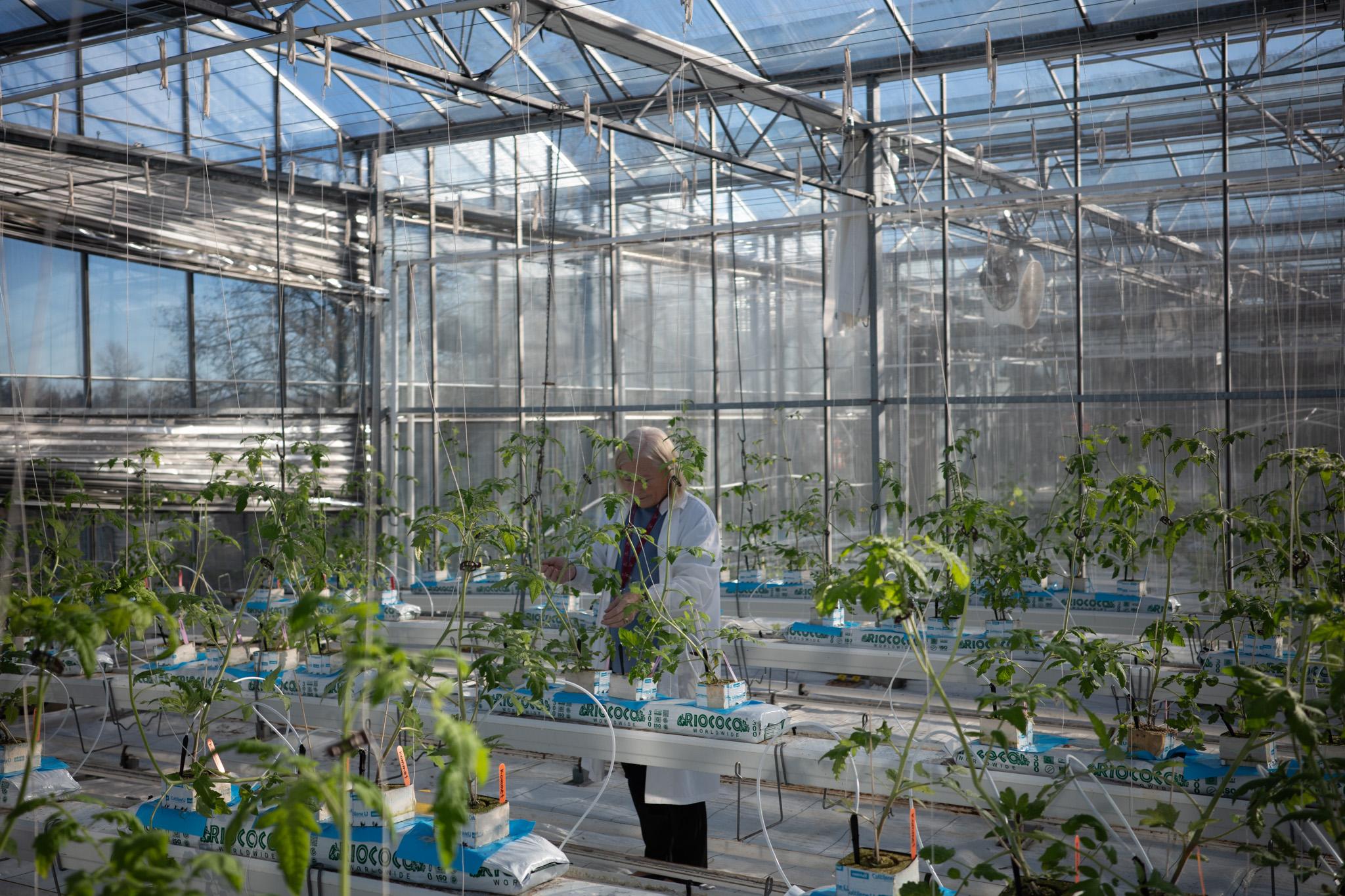Greenhouse growing Greenhouse growing